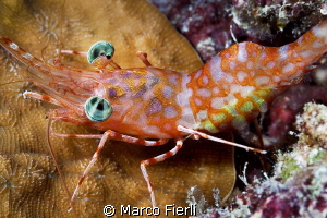 hinge beak shrimp, very colorful eyes... by Marco Fierli 